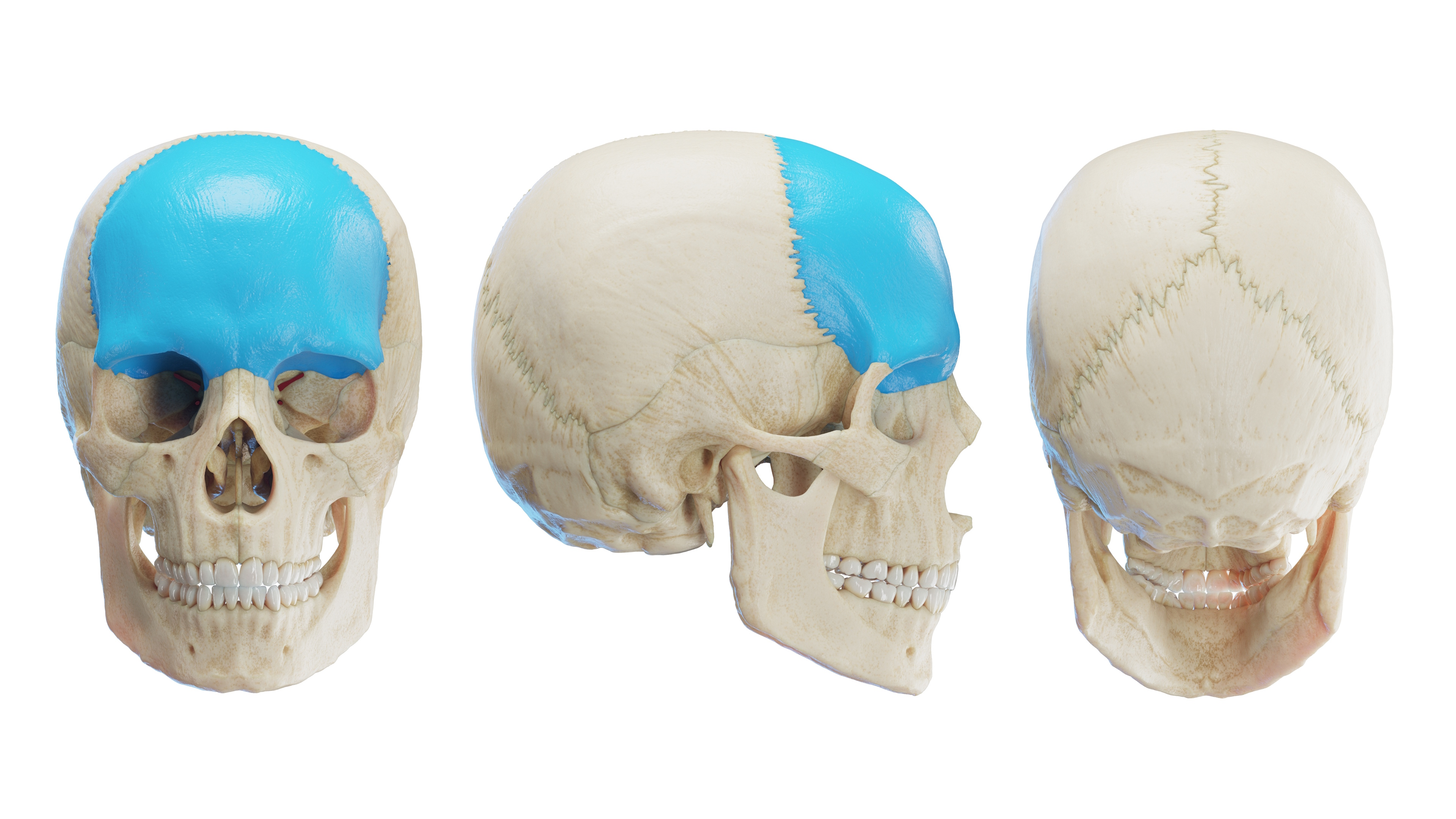 Os Frontale - Frontal Bone