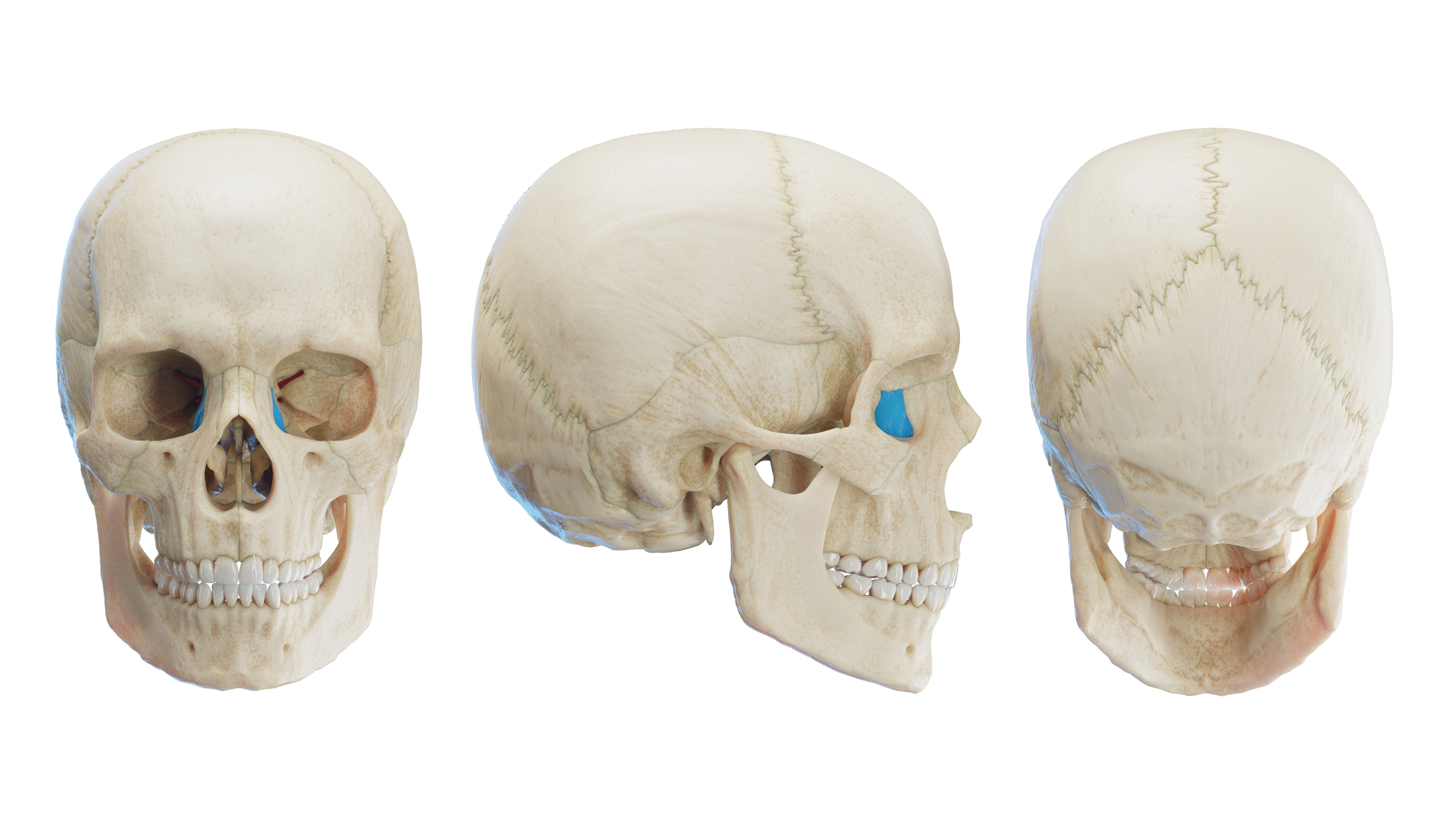 Os Lacrimale - Lacrimal Bone