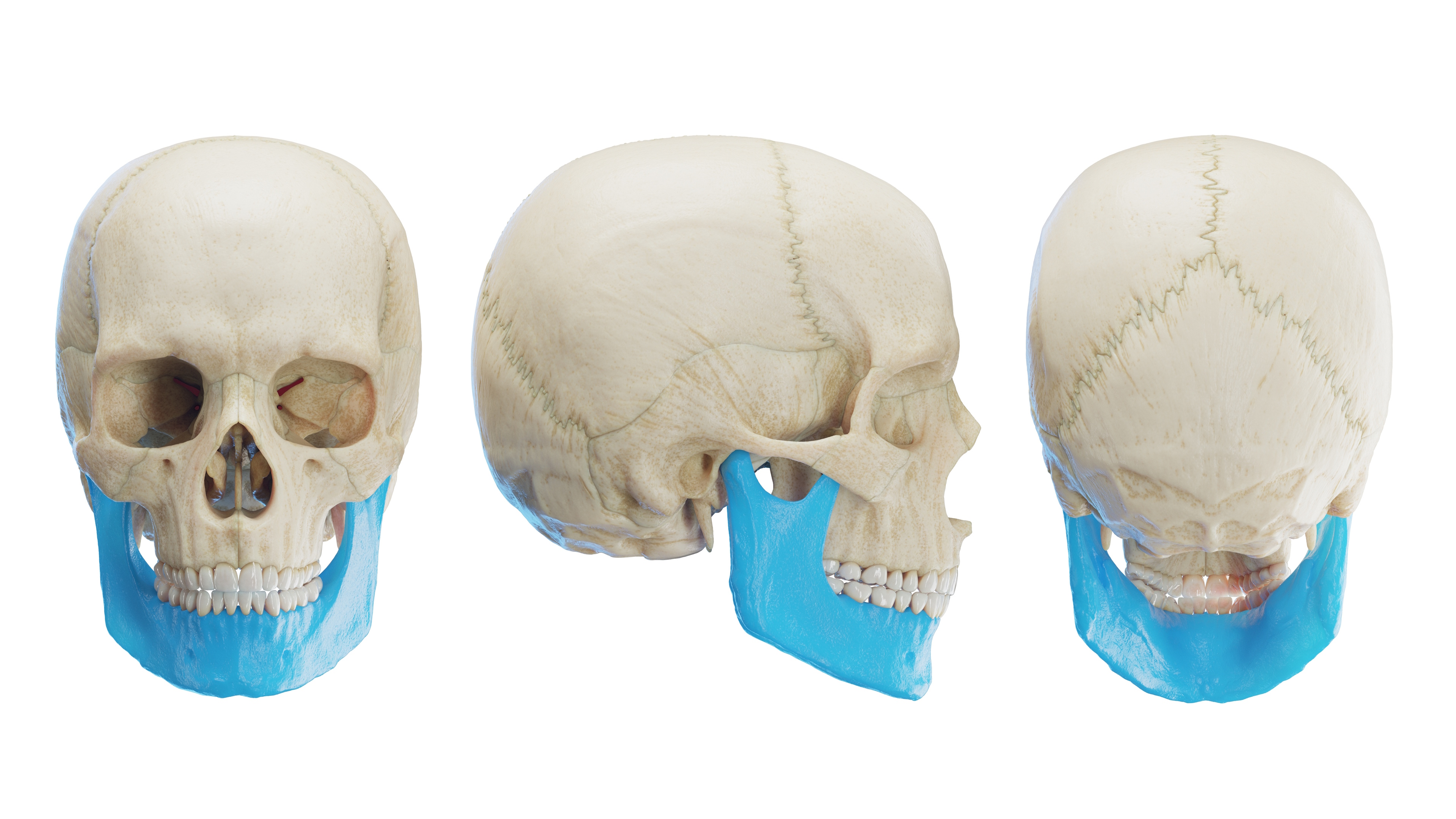 Mandible - Lower Jaw