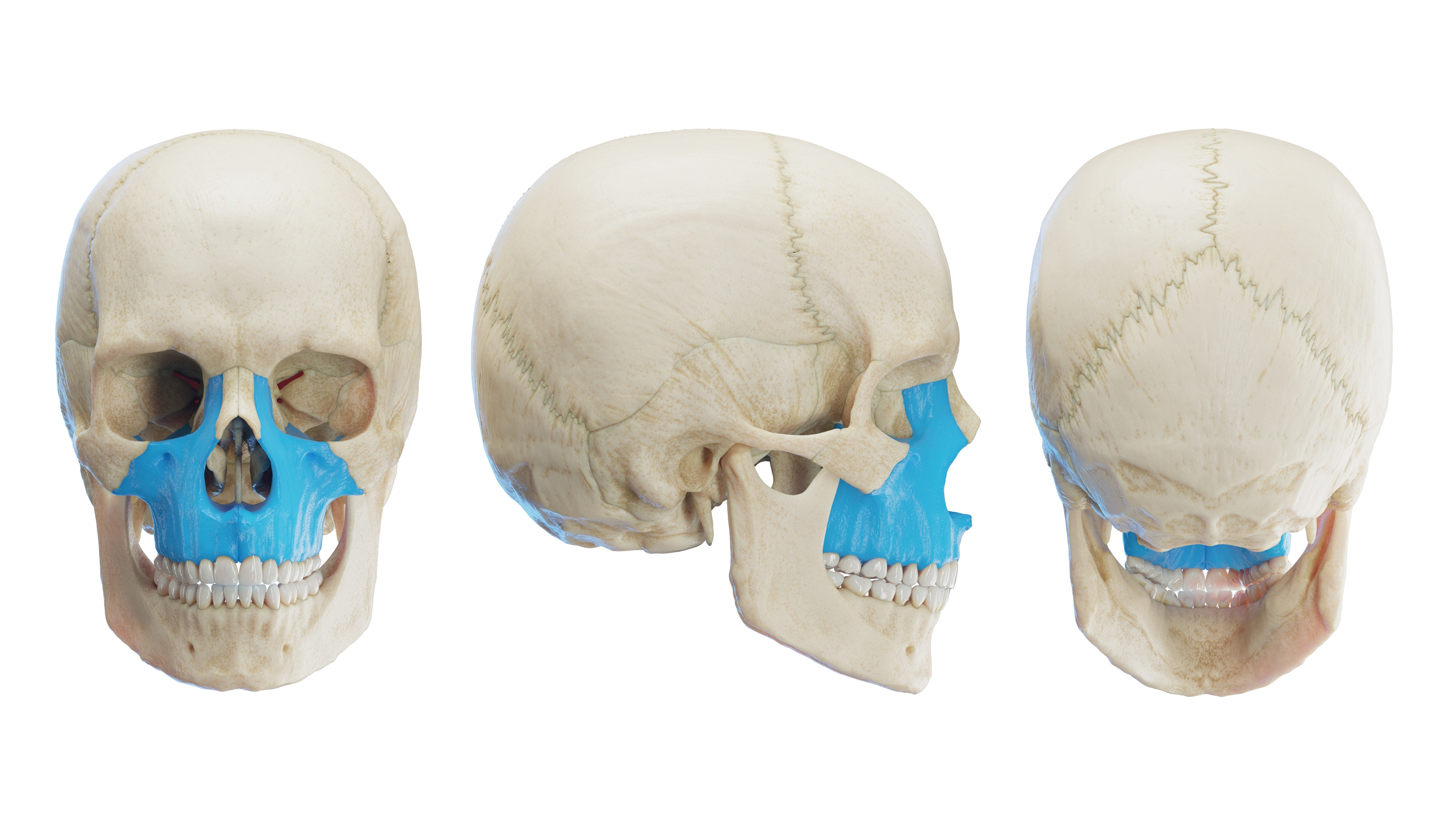 Maxilla - Upper Jaw