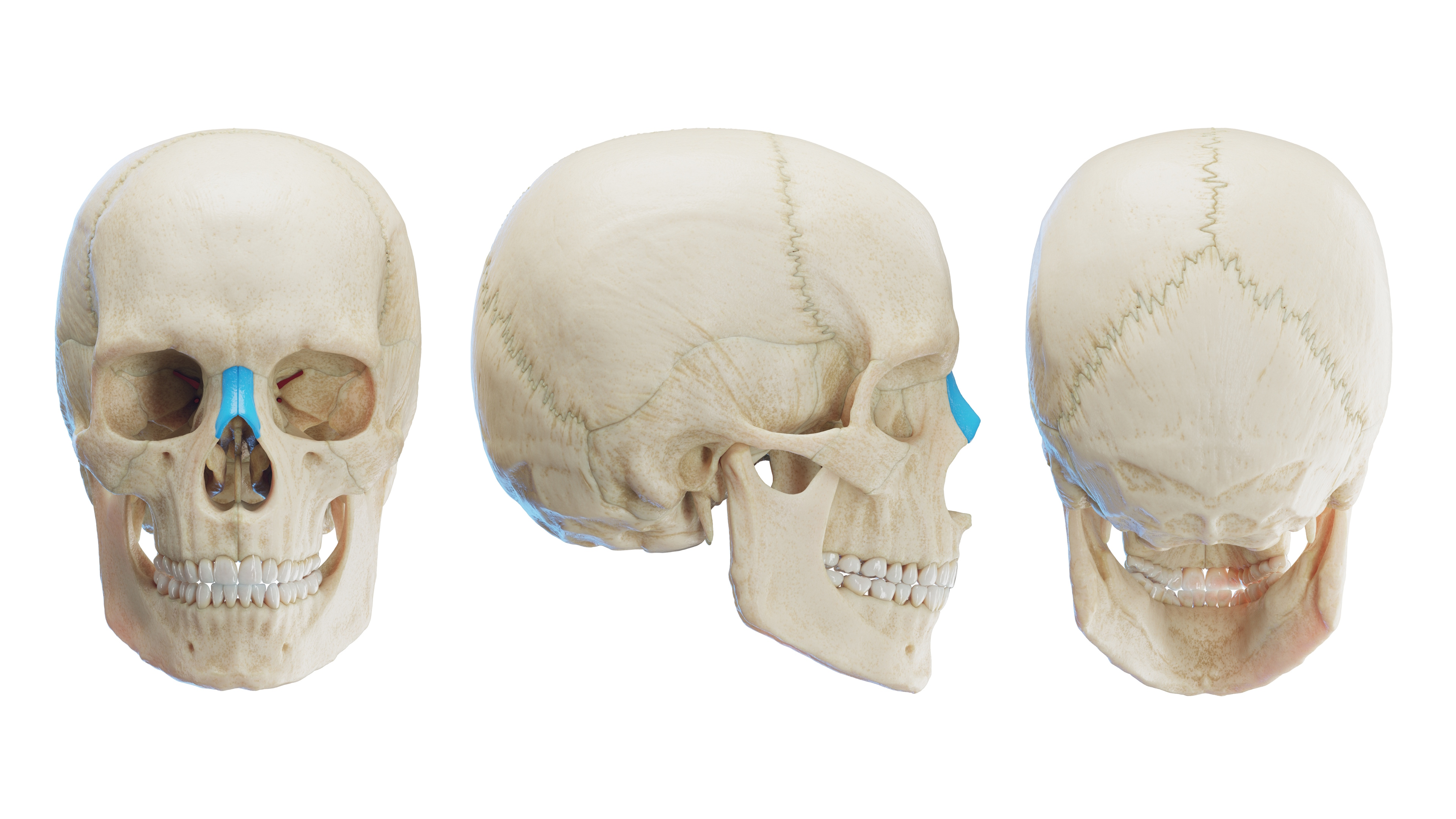 Os Nasale - Nasal Bone