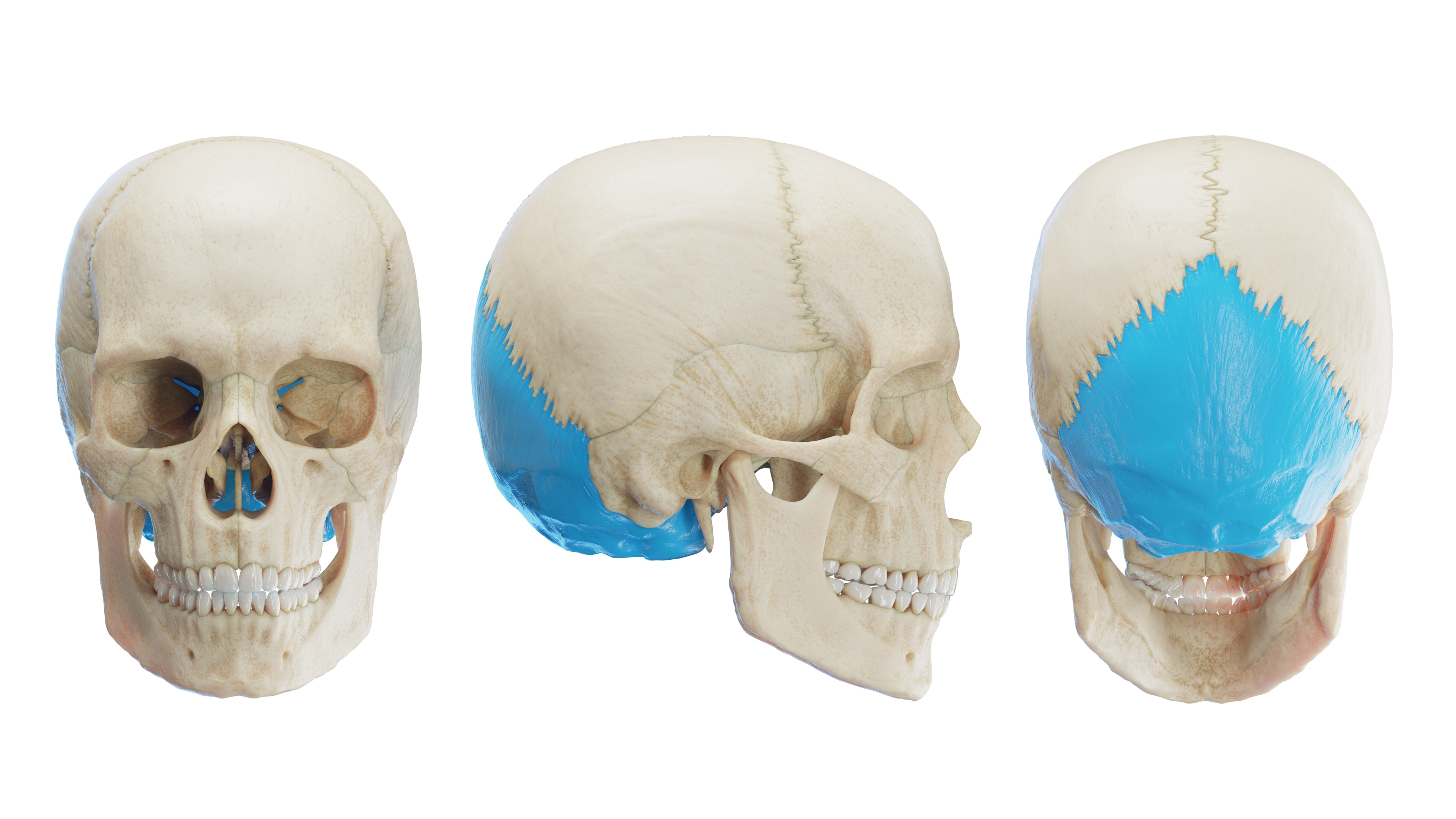 Os Occipitale - Occipital Bone