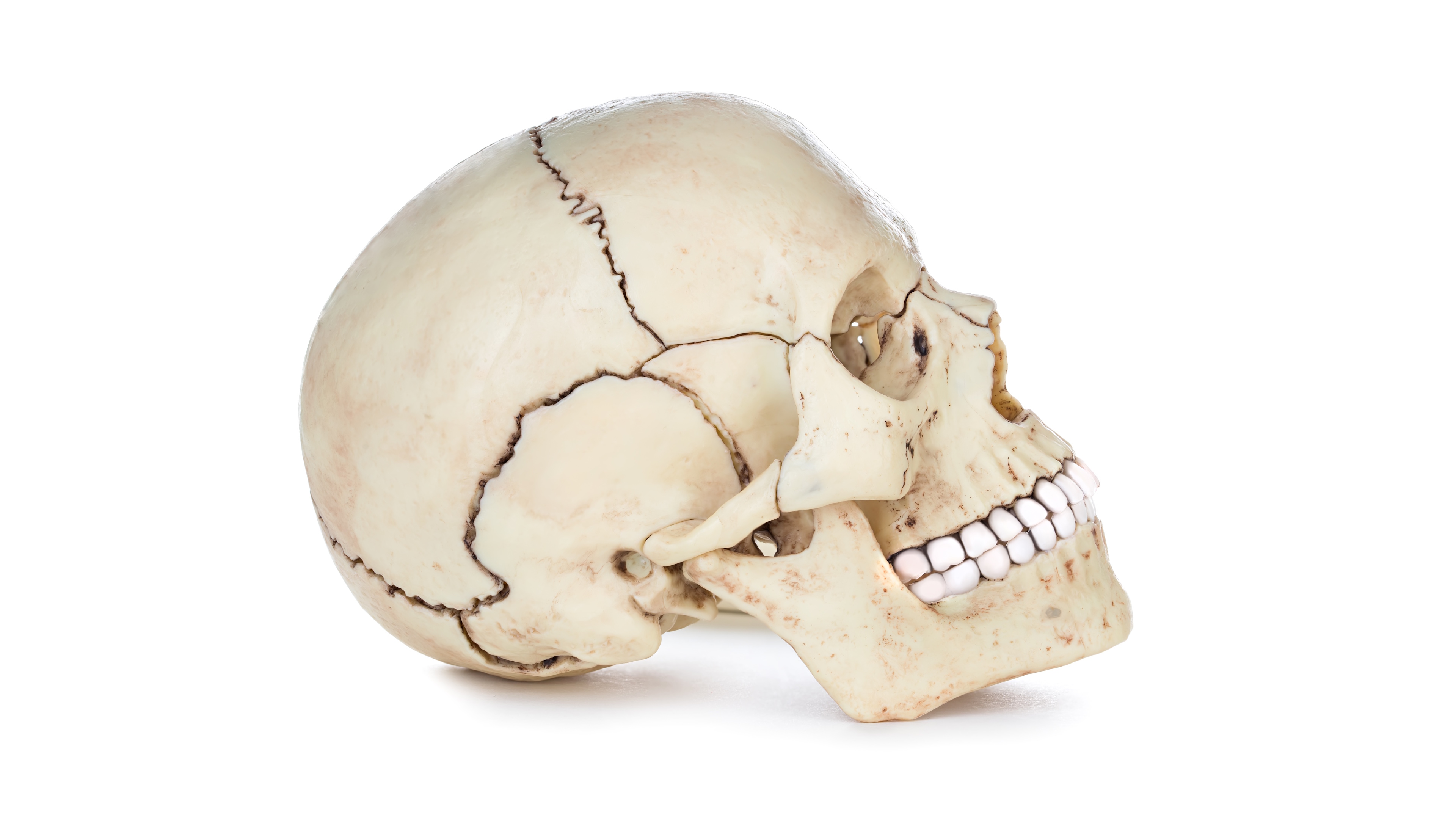 Skull - General Characteristic and Parts