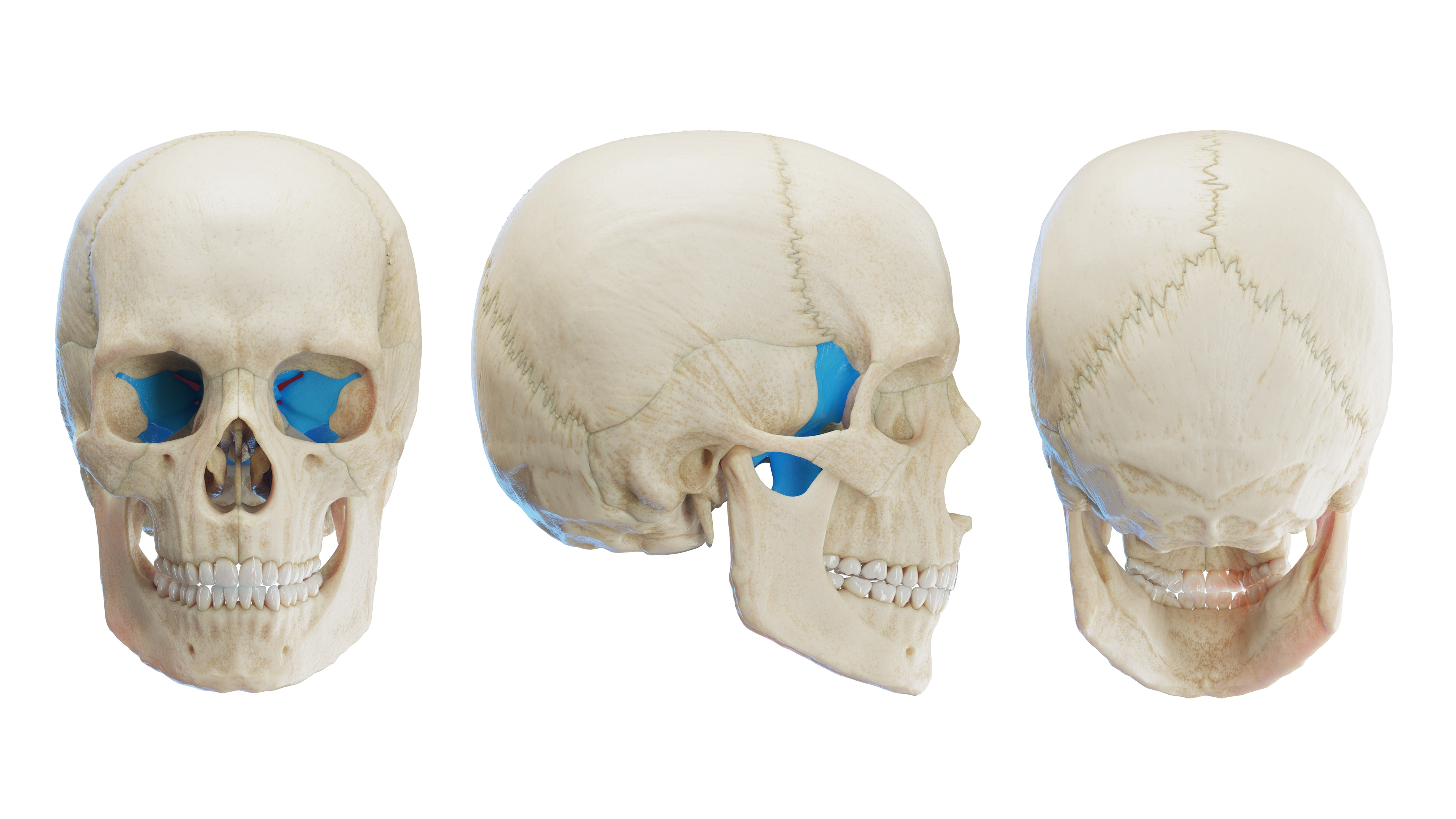 Os Sphenoidale - Sphenoid Bone