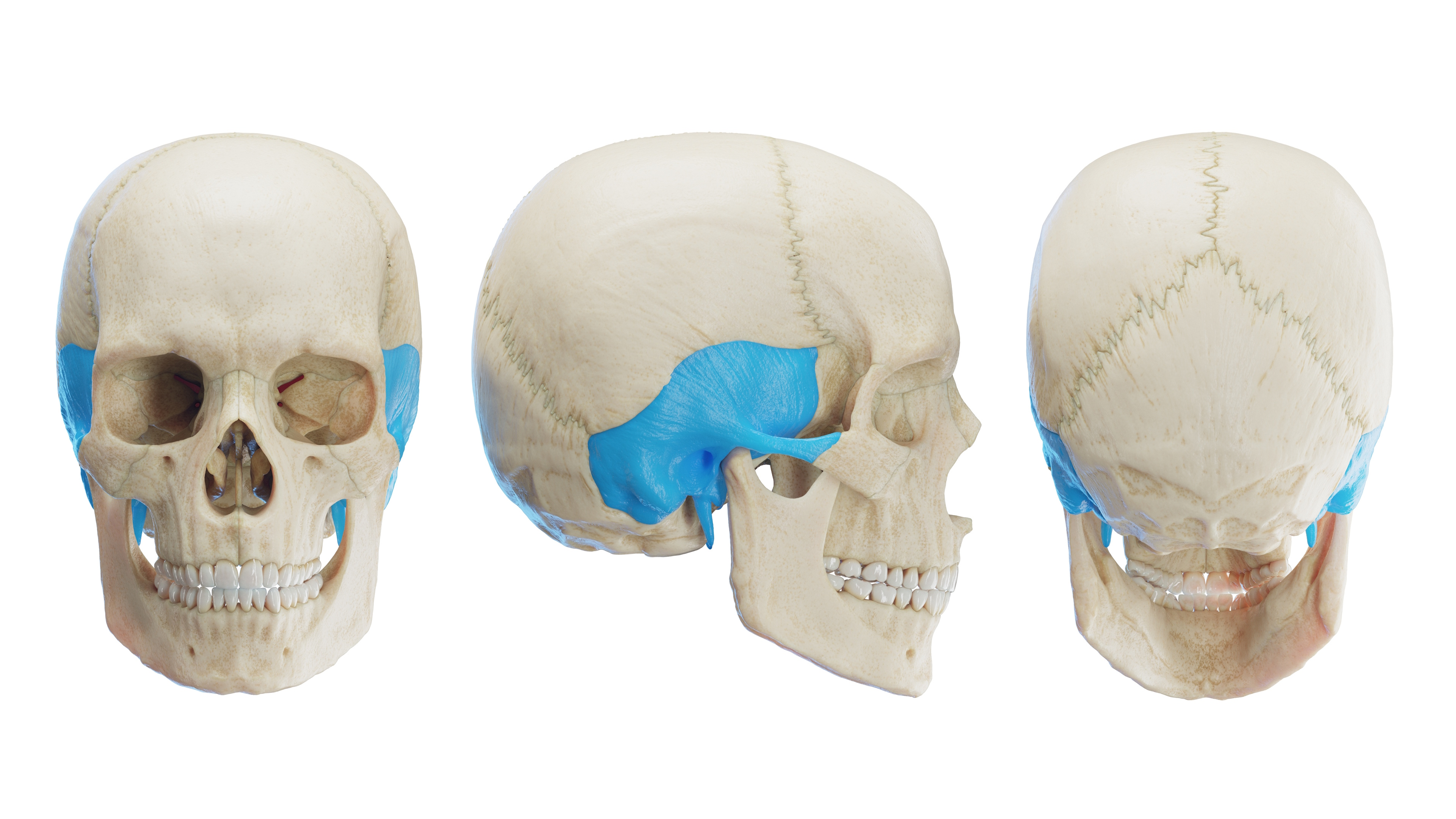 Os Temporale - Temporal Bone