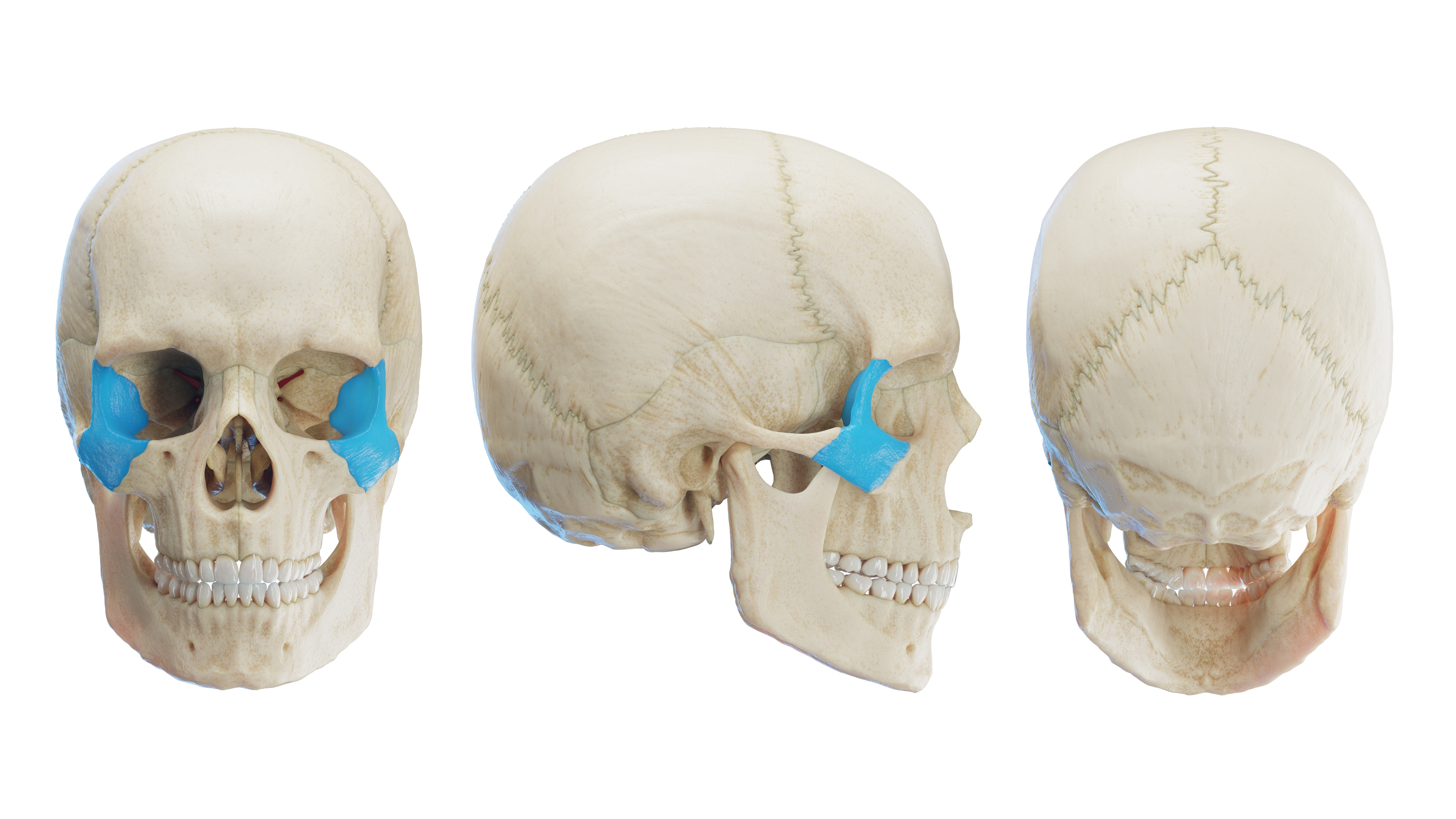 Os Zygomaticum - Zygomatic Bone